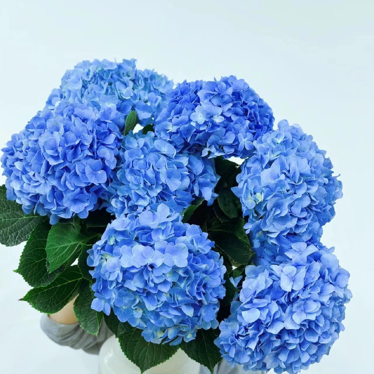 【绣球】不指定颜色2枝绣球