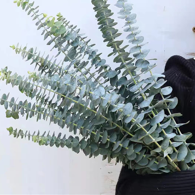 尤加利叶云南鲜花配草基地直发花材搭配花束