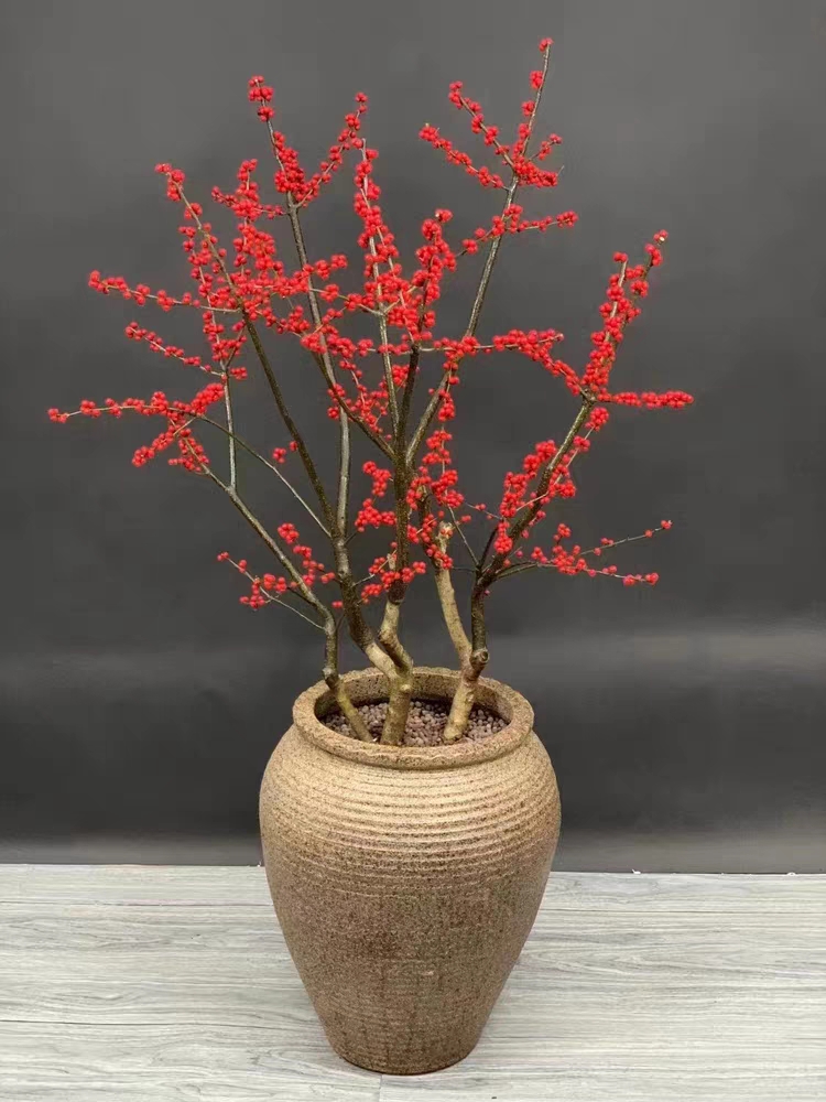 北美冬青盆栽红果冬青精品老桩盆景庭院盆栽欧洲红豆果 带果发货
