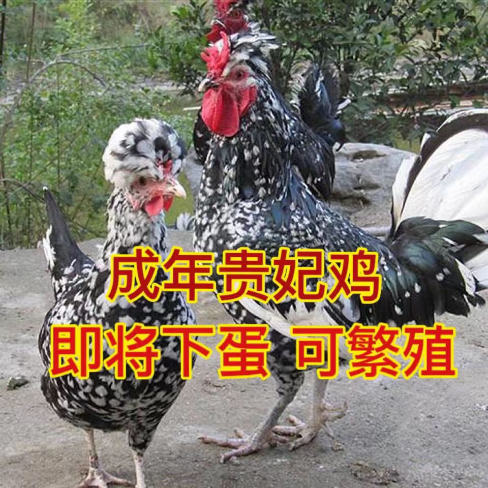 成年鸡贵妃鸡即将下蛋好养活观赏鸡下蛋母鸡