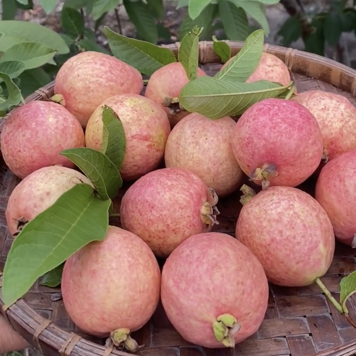 胭脂红番石榴红心芭乐白心芭乐鸡屎果苗盆栽地栽嫁接苗地苗带土球