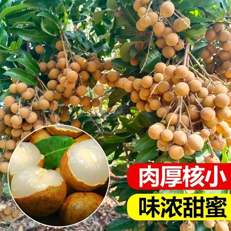 石硖龙眼苗四季龙眼柱良储量龙眼正宗嫁接苗带土带叶子盆栽庭院果