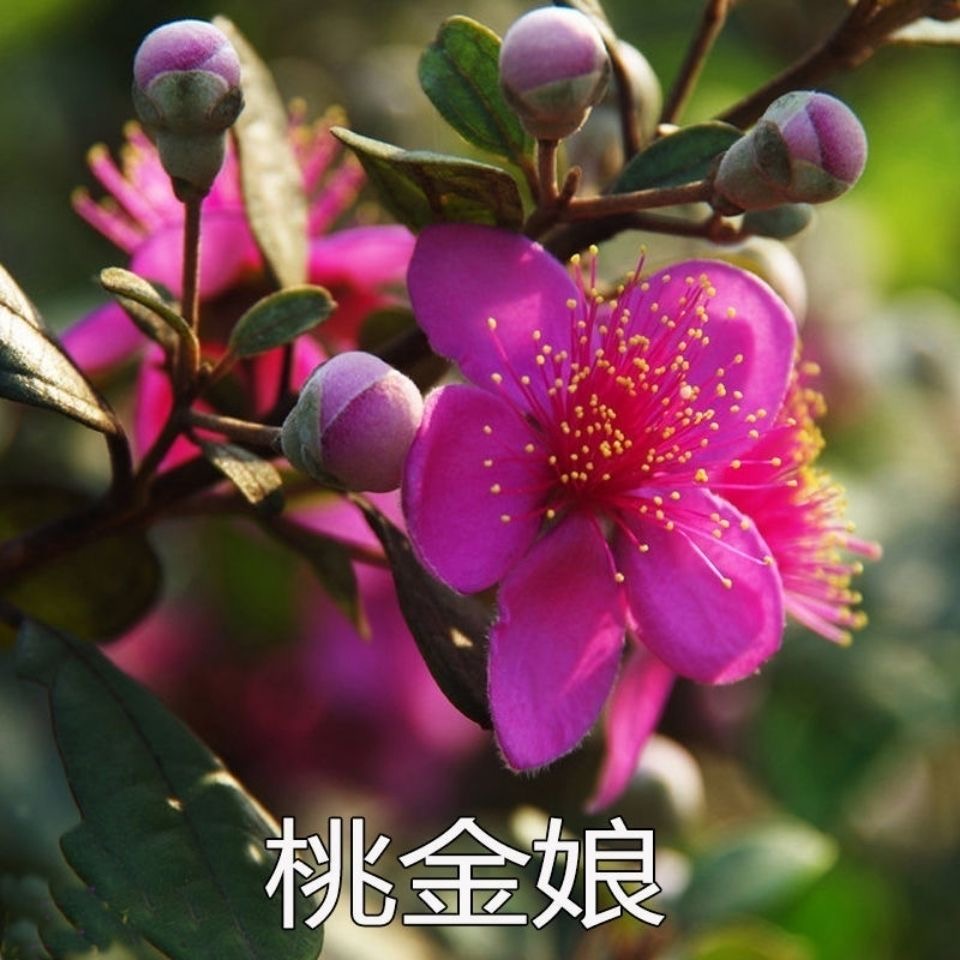 桃金娘苗山捻子苗野生桃金娘带土带叶庭院绿化果树盆栽地栽春季果