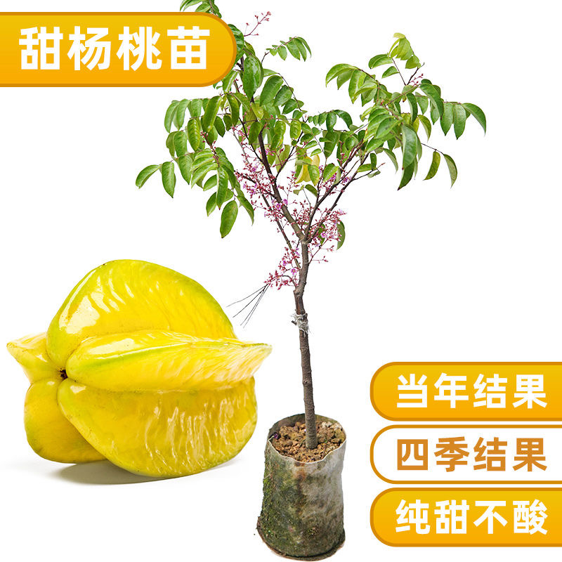 四季甜杨桃苗四季酸杨桃苗带土带叶子