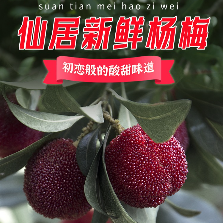 [尝鲜入门]7A甄选精品正宗仙居东魁杨梅自然熟新采摘当季水果6斤