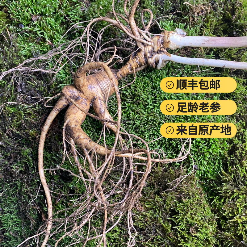 长白山林下参山参现挖顺丰包邮直播专属