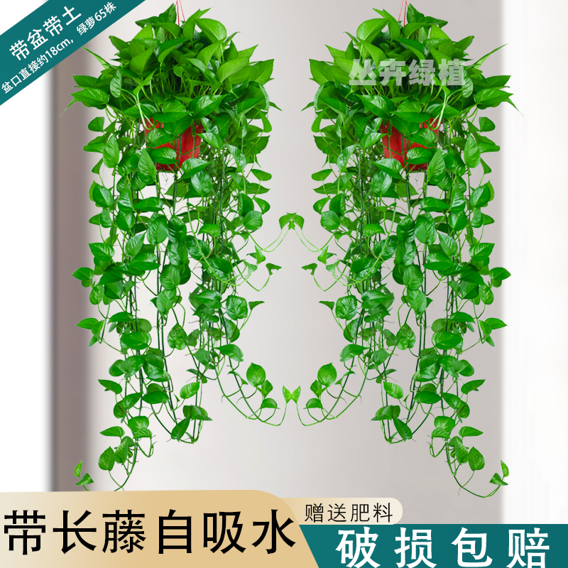 180长藤绿萝垂吊客厅吊兰花卉植物盆栽大绿箩爬墙美观长藤款常绿