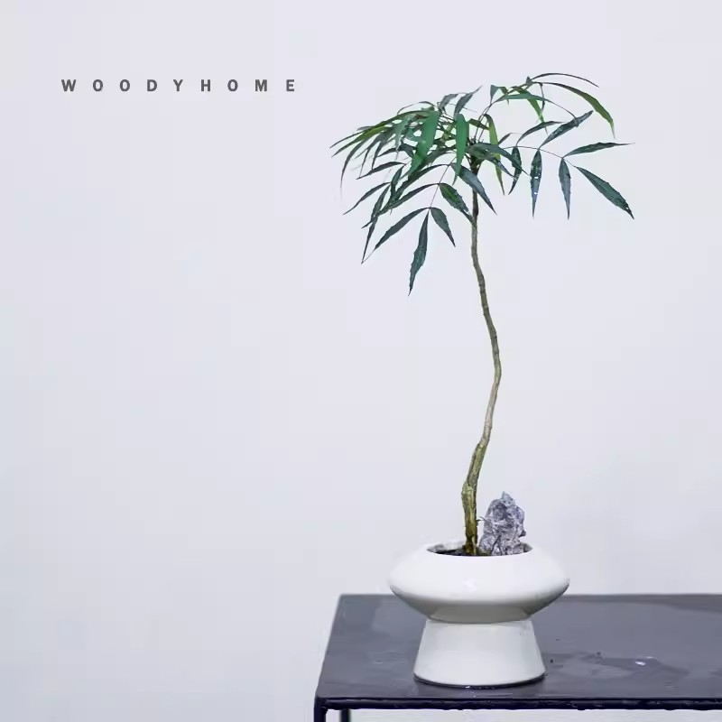 十大功劳绿植黄天竹趣味禅意室内绿植花卉北欧简约风绿植四季好养