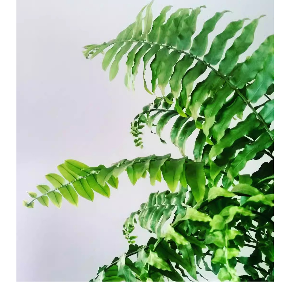 霸王蕨长叶垂吊式蕨类植物客厅书房办公室盆栽净化空气吸甲醛好养