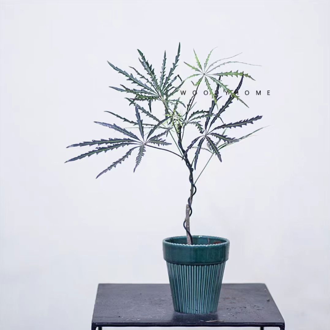 孔雀木网红绿植北欧客厅绿植韩国风1ins室内老桩阳台懒人仿真绿植