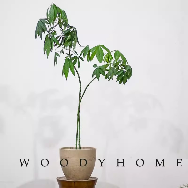 大型侘寂风客厅绿植盆栽美人树植物室内玄关落地装饰摆件
