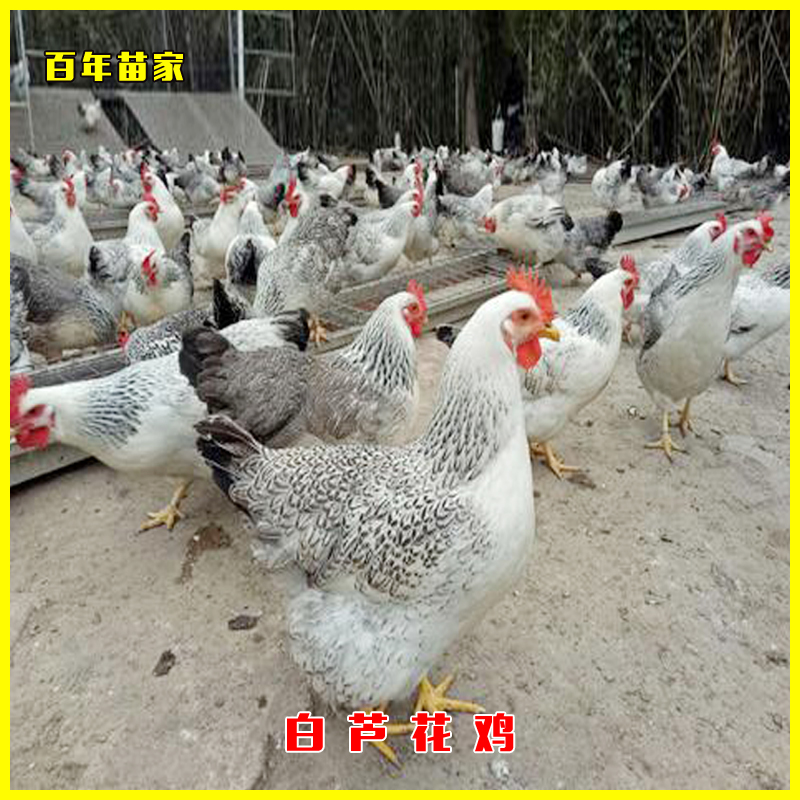 新鲜芦花鸡 母鸡鸡肉 整鸡鸡肉 每只3斤-3.5斤左右