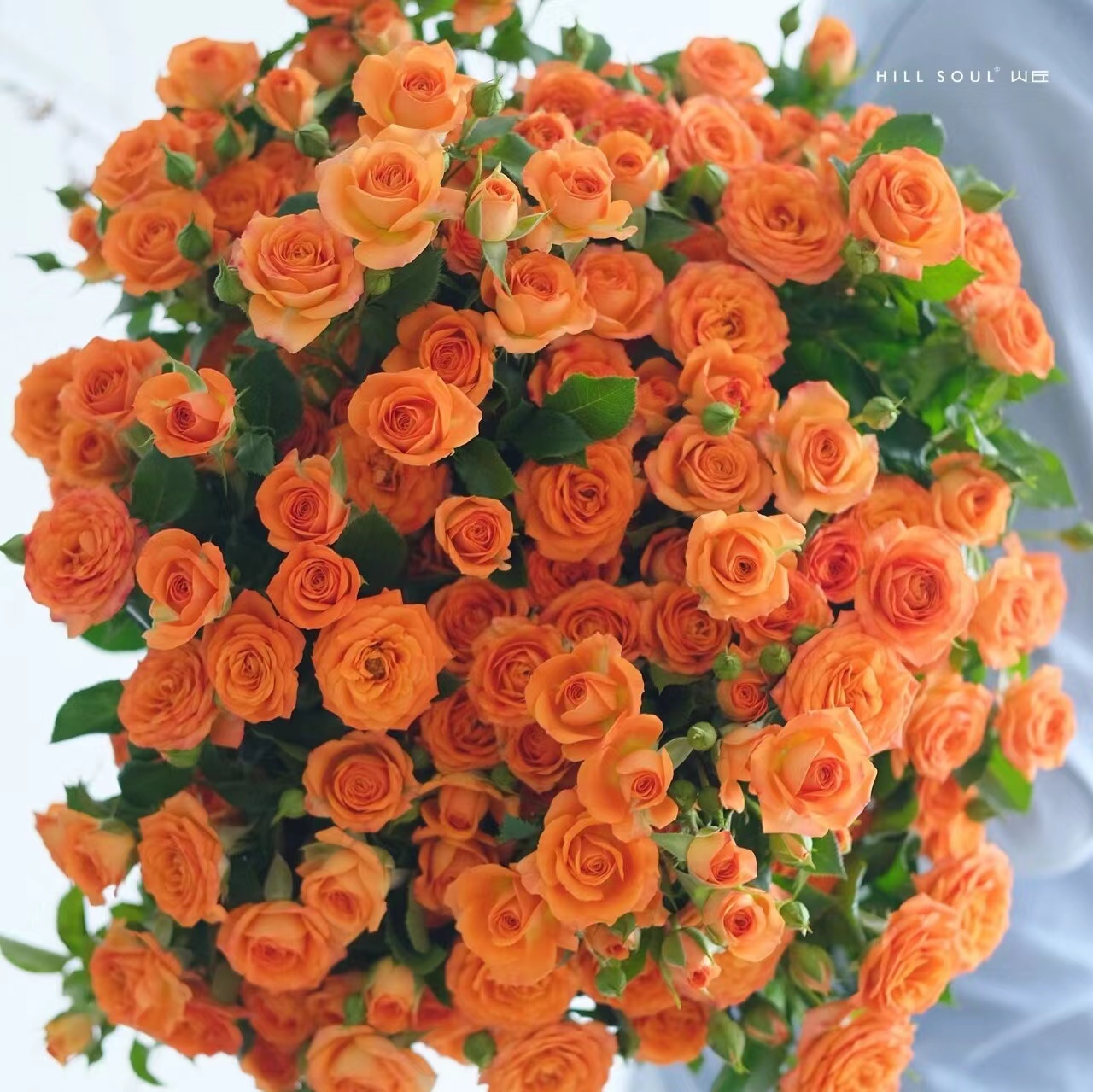 【橙色芭比】鲜花 玫瑰 鲜切花 盆栽 居家插花 云南基地直发