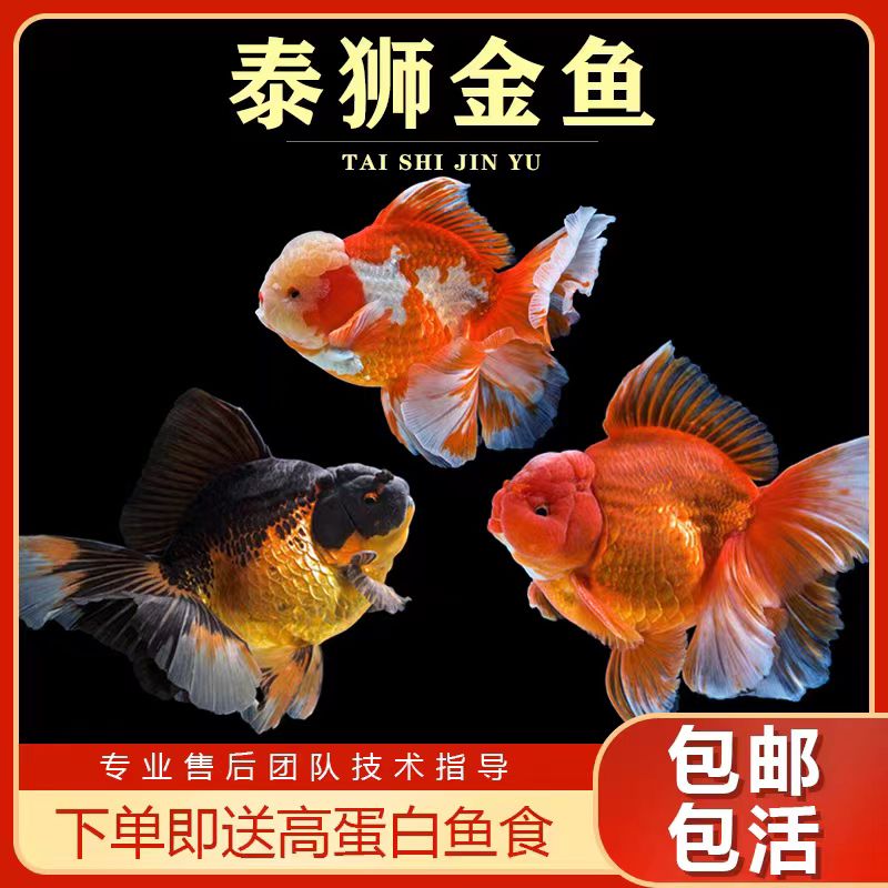 精品原泰狮 原泰国兰寿 泰国直发  直播间用