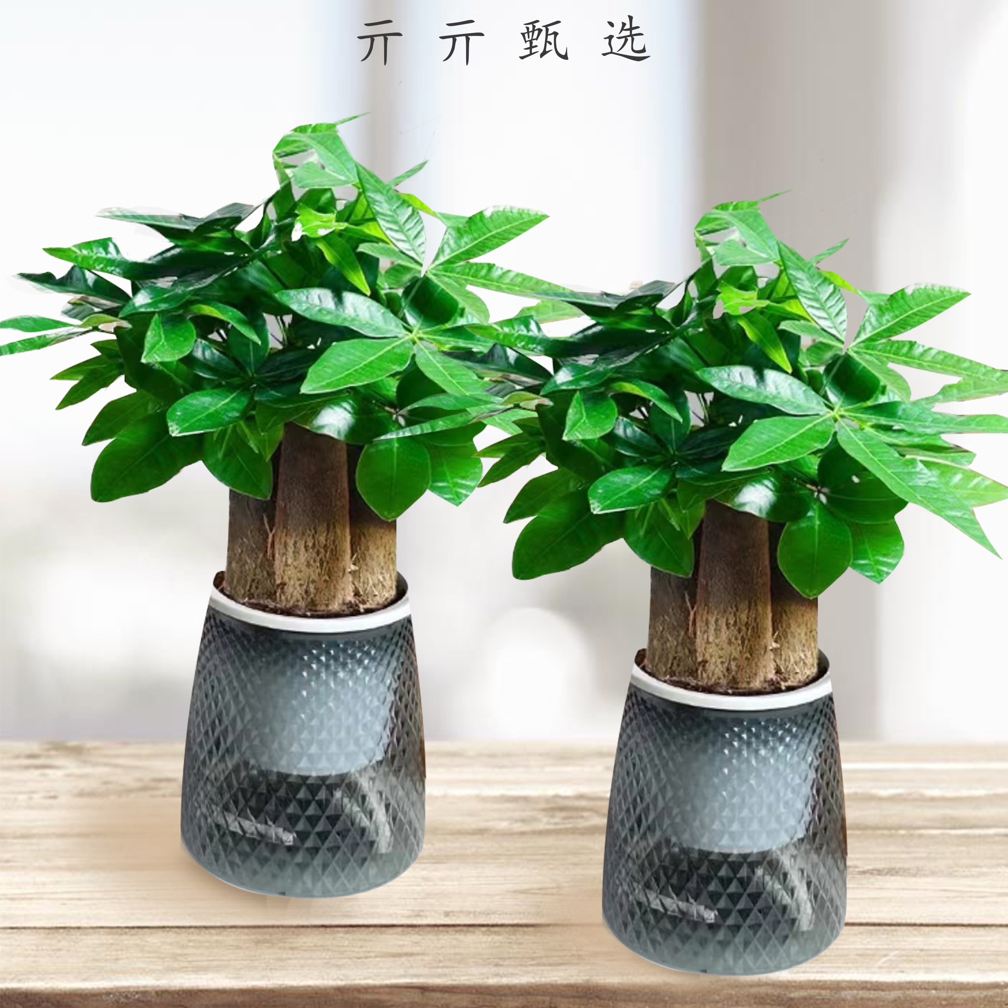 【精选】三杆发财树财源滚滚小盆栽耐旱水培盆栽好养活易活【繁星】