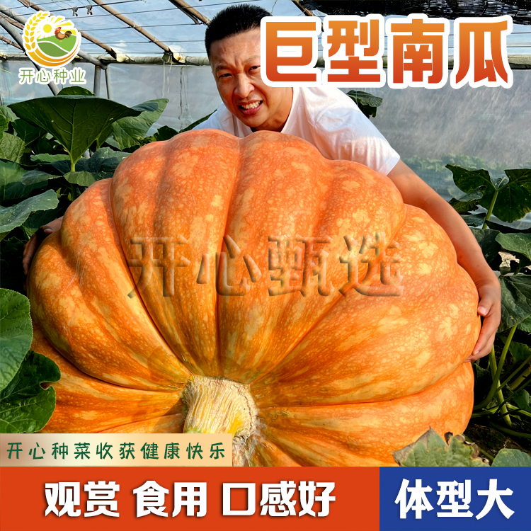 【开心】巨型南瓜种子大南瓜种子农家种植观赏食用大南瓜籽