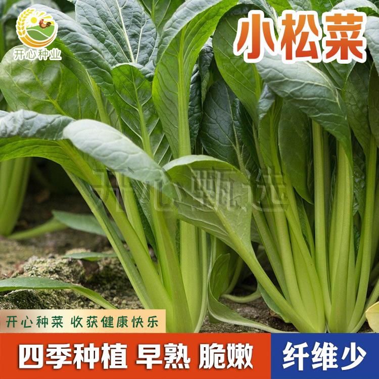 【开心甄选】小松菜种植小油菜鸡毛菜种子四季农家简单盆栽蔬菜种籽