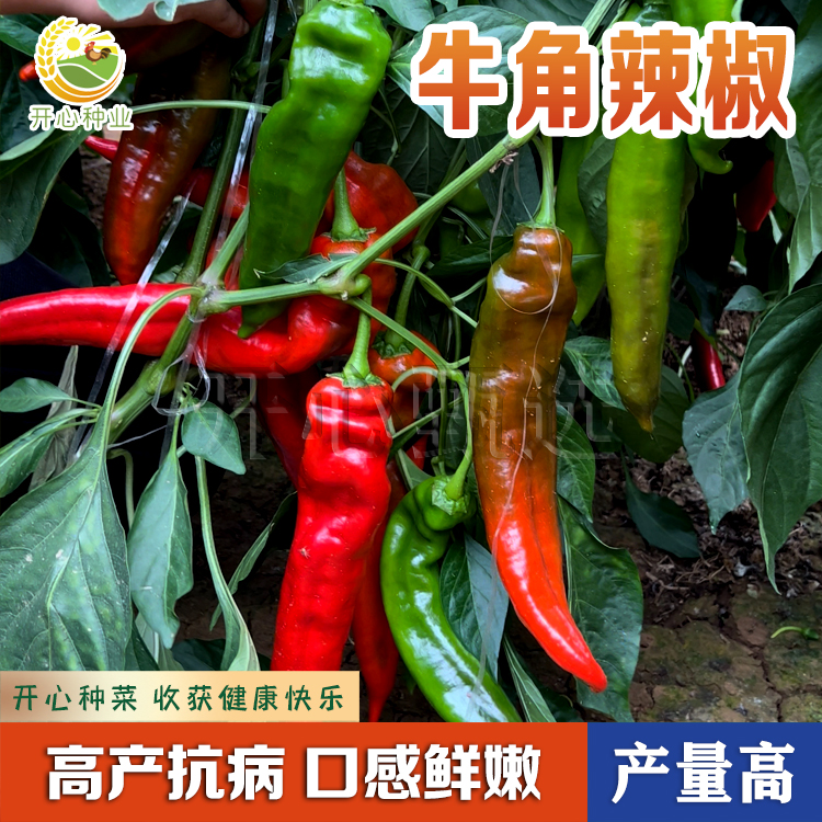 【开心甄选】大果牛角椒种子肉厚微辣青椒四季种植菜椒种子辣椒种苗