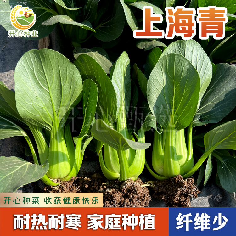 【开心甄选】四季上海青梗季节青油菜种子四季种植冬季阳台盆栽蔬菜