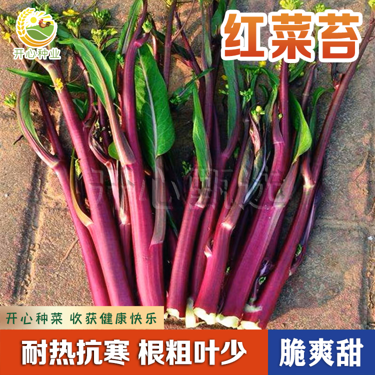 【开心甄选】红菜苔种子适合田园小院盆栽种植春秋播阳台田园种植