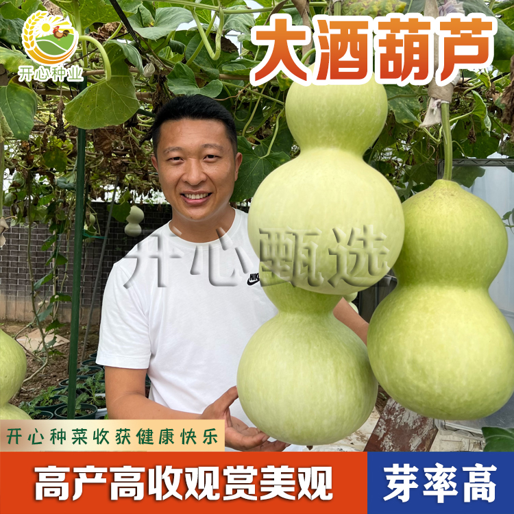 【开心甄选】大酒葫芦种子文玩葫芦种子手捻葫芦种子春秋种植种子
