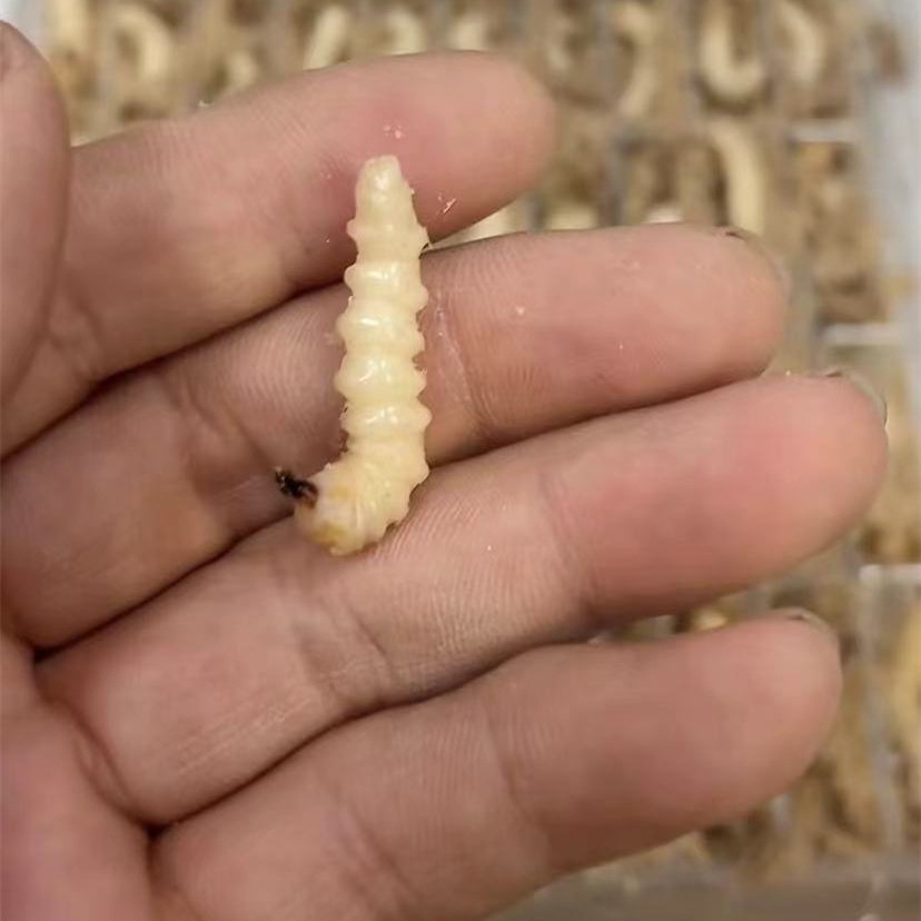 柴虫喂鸟增肥鲜活活虫包90%