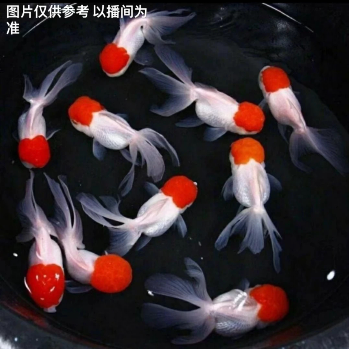 国粹冷水金鱼好养耐活观赏鱼·月8