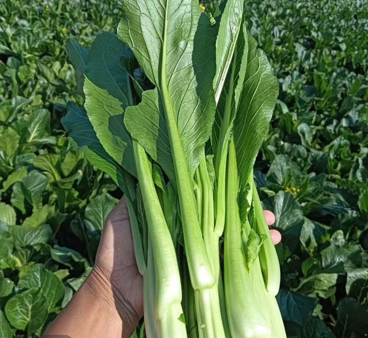 广东省粤北连州迟菜心 