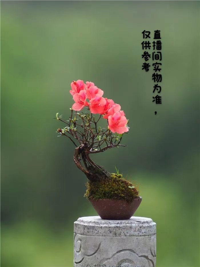 映山红杜鹃老桩盆景等其他品种的根艺直播（生桩一物一拍）保湿发货