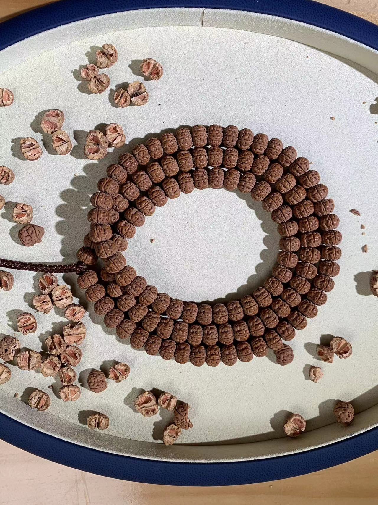 小金刚麒麟纯血老树王（原生态）
