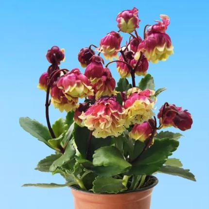 重瓣宫灯长寿花盆栽花苗倒挂金钟灯笼花卉绿植室内花苞办公室阳台