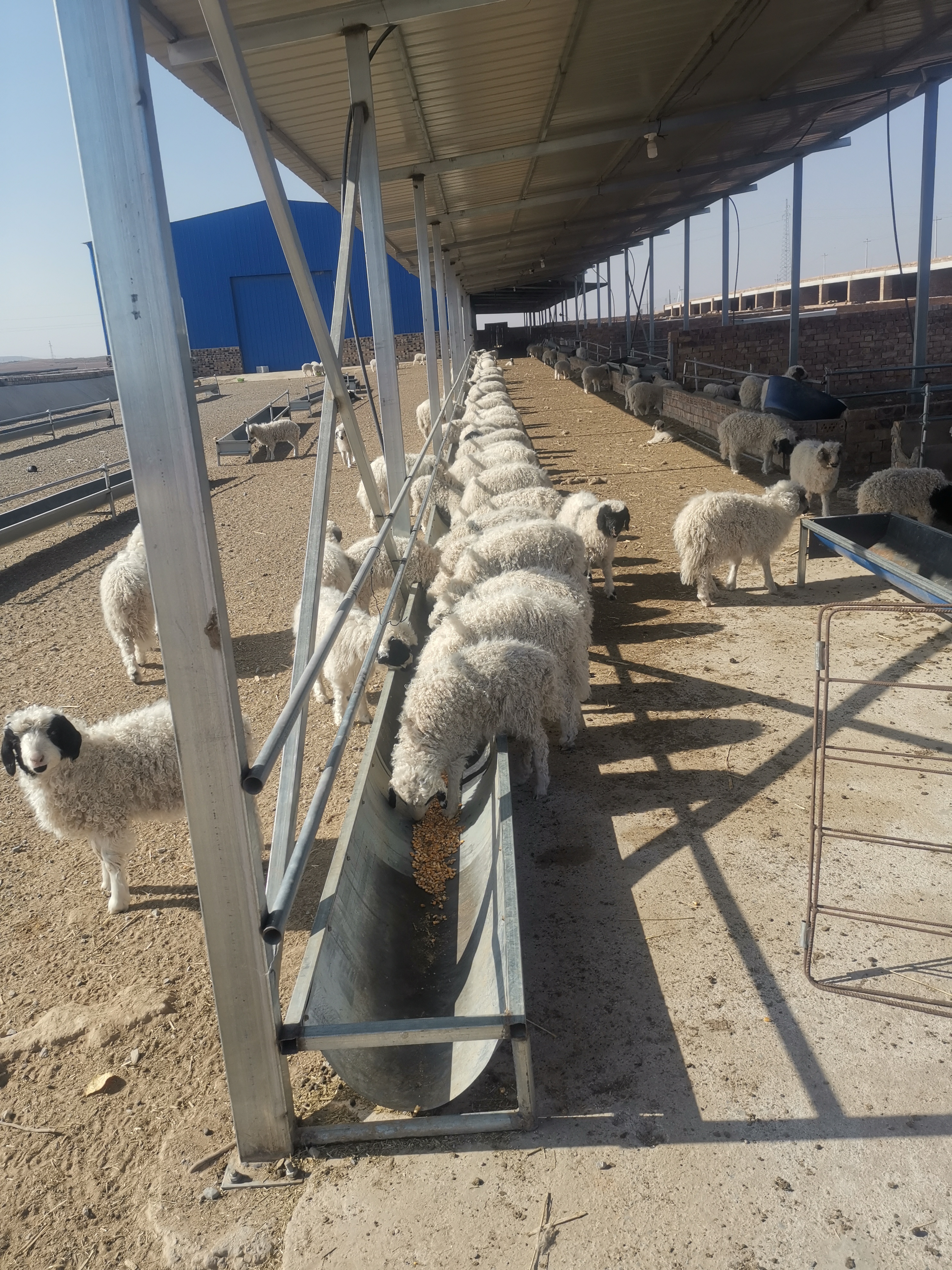 龙腾达滩羊肉，整只羊羔肉