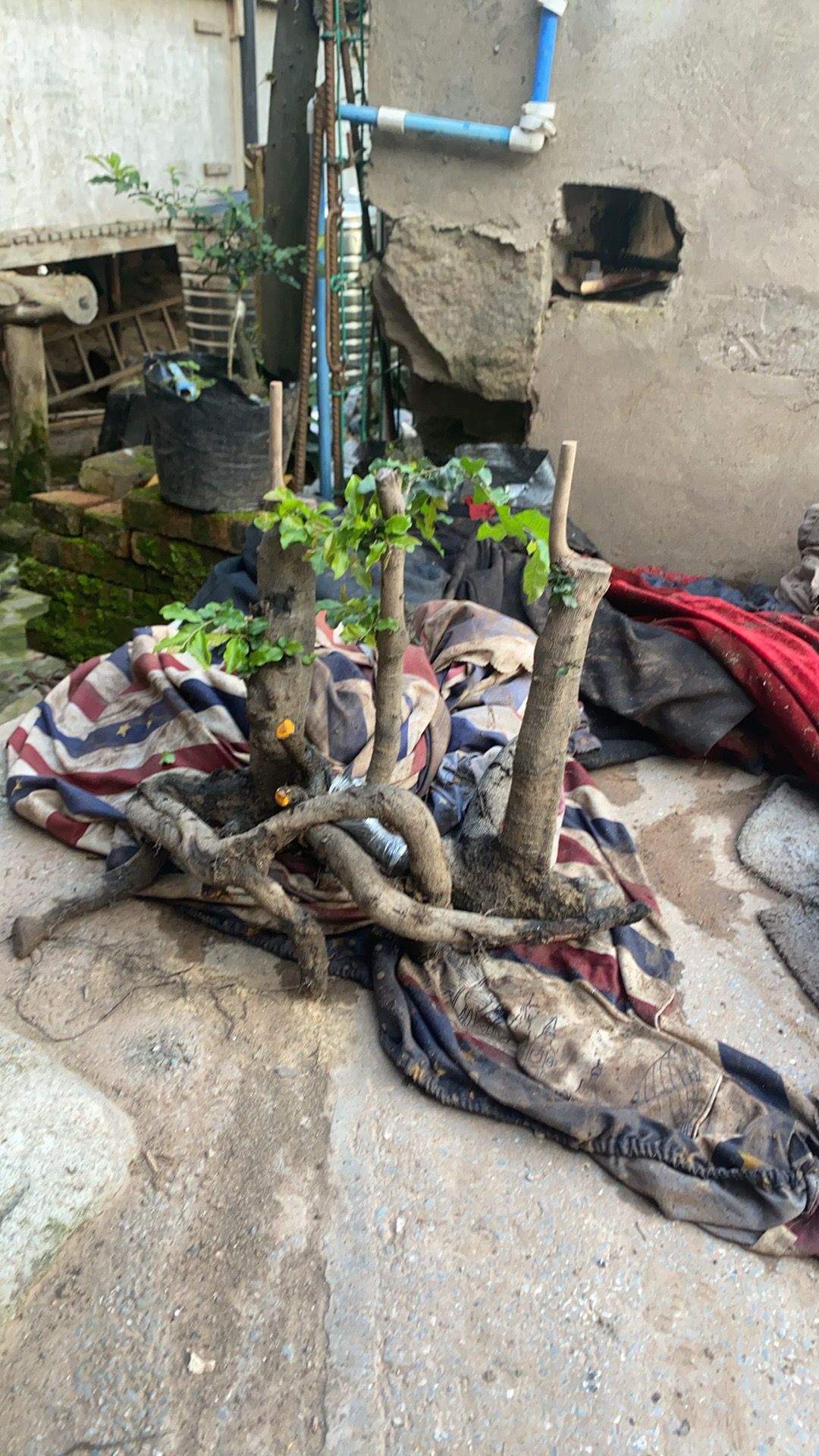 金单子绿植练手桩