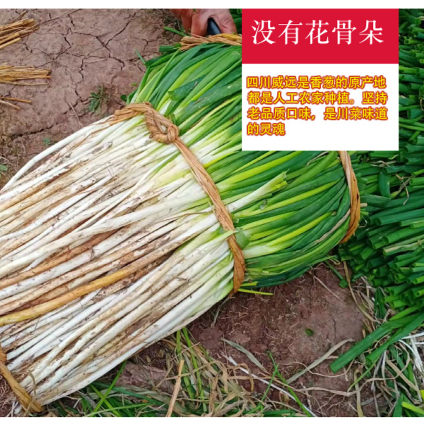 【香葱黄】四川大葱香甜烹饪天然绿色粗细盐帮菜调料1/2/3/4/5斤