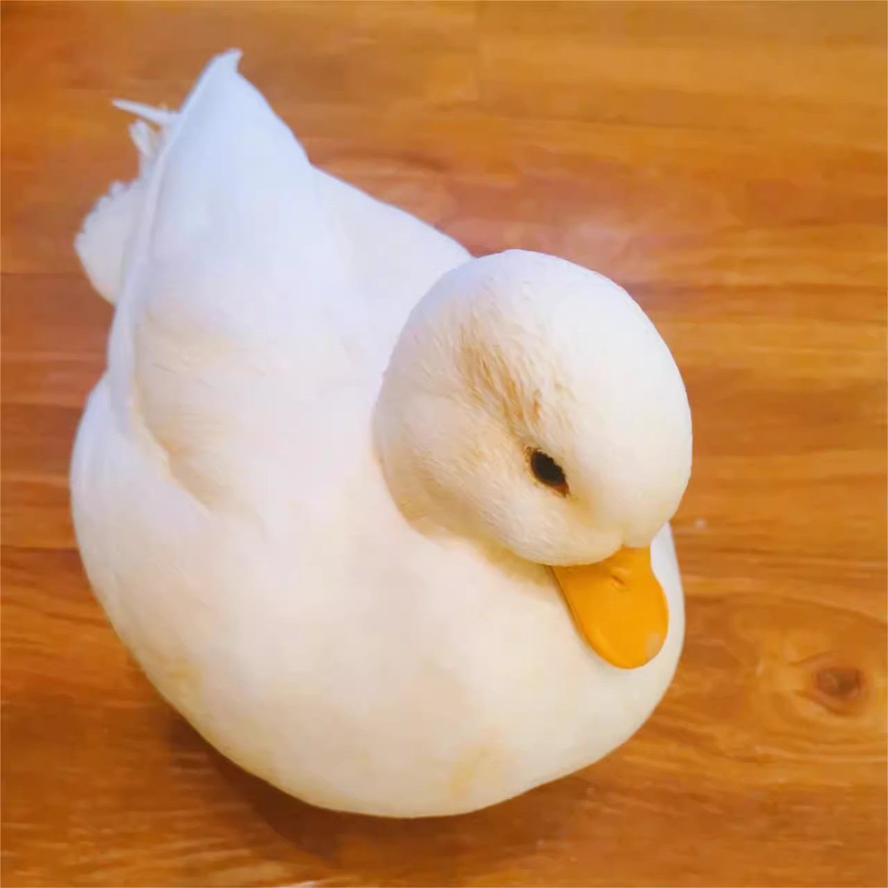 柯尔鸭领养邮费网红柯尔鸭活宠物科尔鸭柯达柯鸭子赛级领养可达鸭