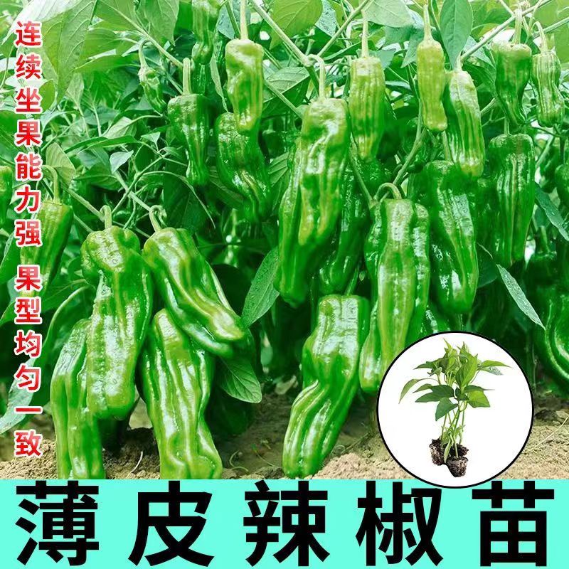 辣椒苗微辣种籽种子新鲜苗种籽皮薄肉厚四季高产阳台可种易成活