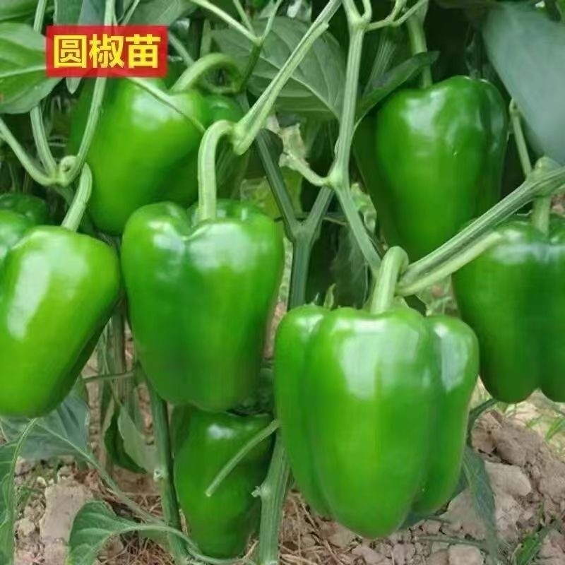 高产圆椒苗菜椒苗辣椒苗秧苗青椒种苗辣椒苗甜椒菜南方种高产种苗