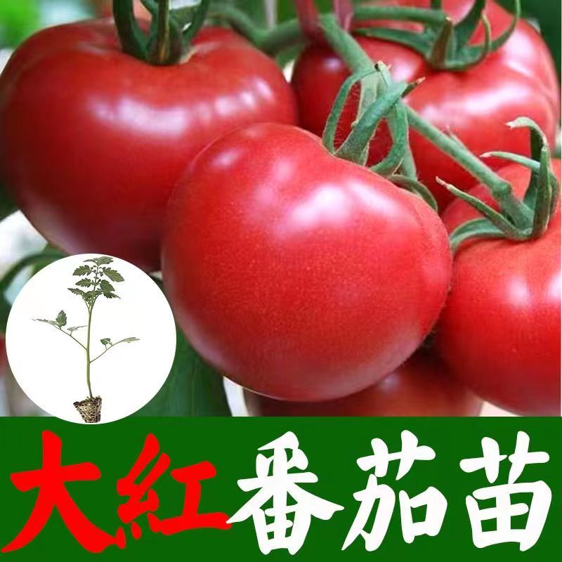 大红番茄种子种苗高产超甜超大红果大西红柿种子高温蔬菜瓜果批发