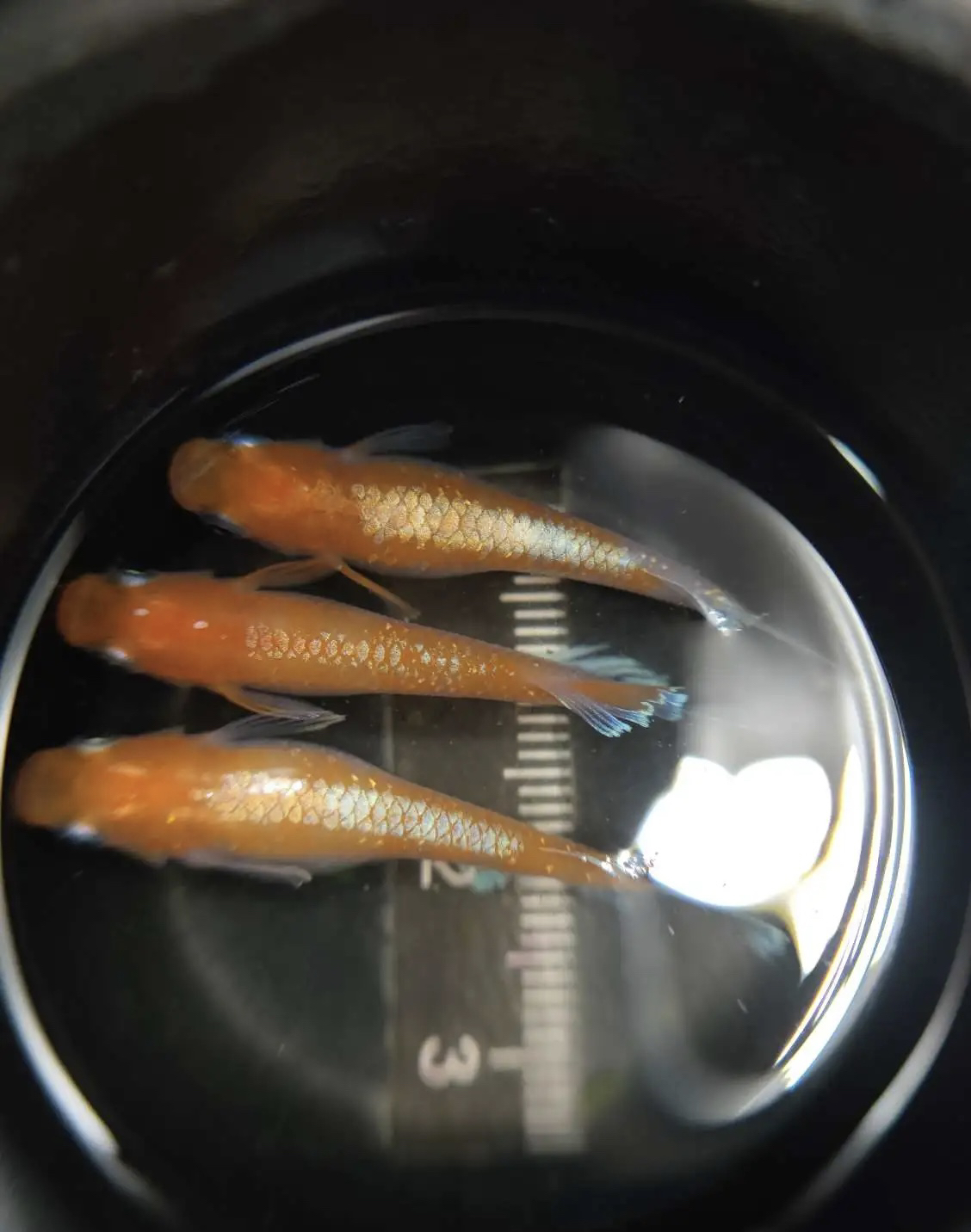 观背青鱂观赏鱼，直播专属2号链接，一物一拍