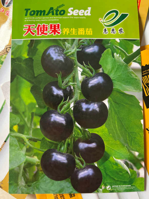 天使果小黑柿子种子特别甜