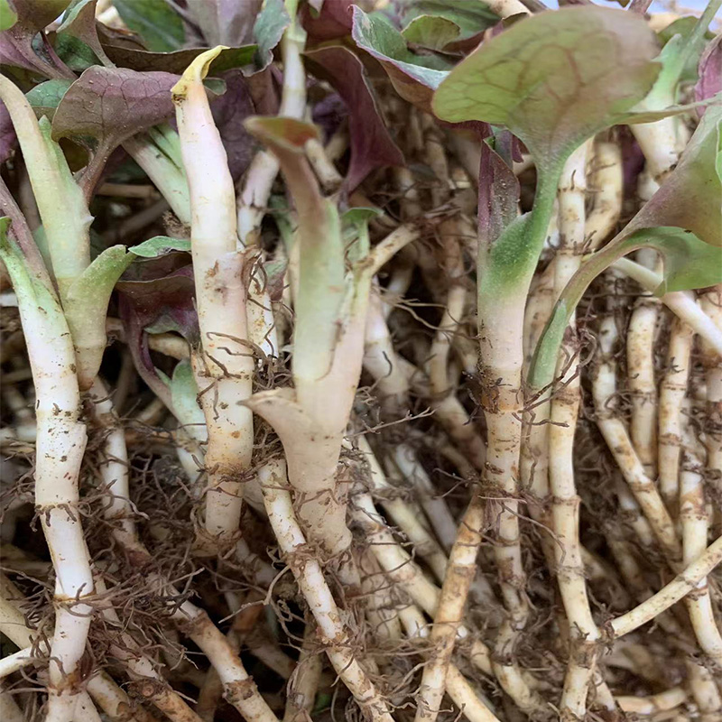 贵州折耳根鱼腥草新鲜美味节节菜扎耳根凉拌即食下饭菜嫩芽叶子