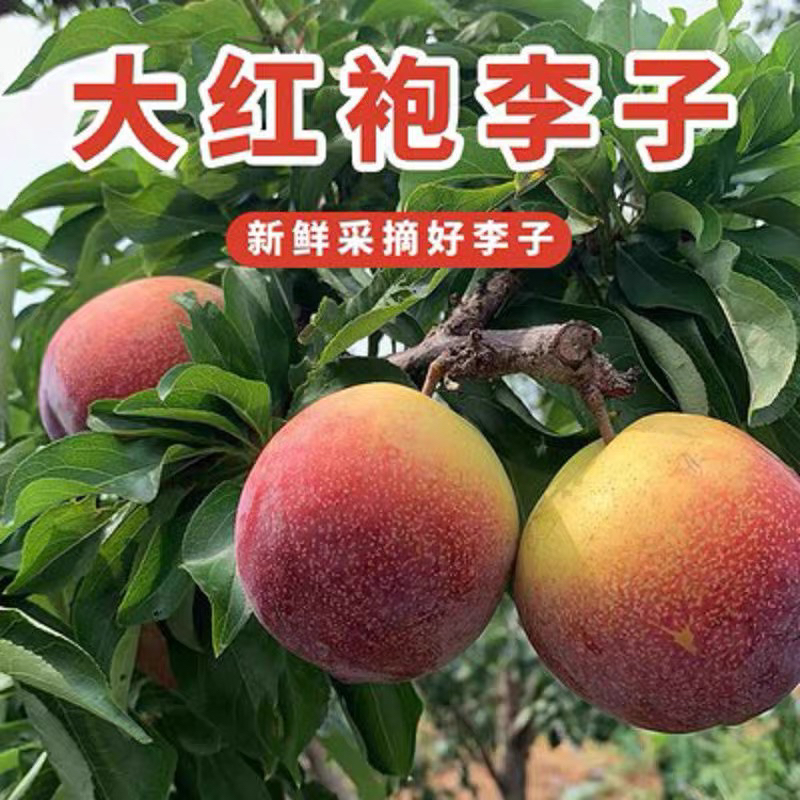 精品大果大红袍干核李子酸甜可口一掰离核鲜果
