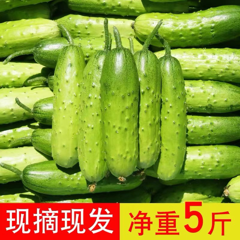 东北旱黄瓜新鲜蔬菜黄瓜5斤