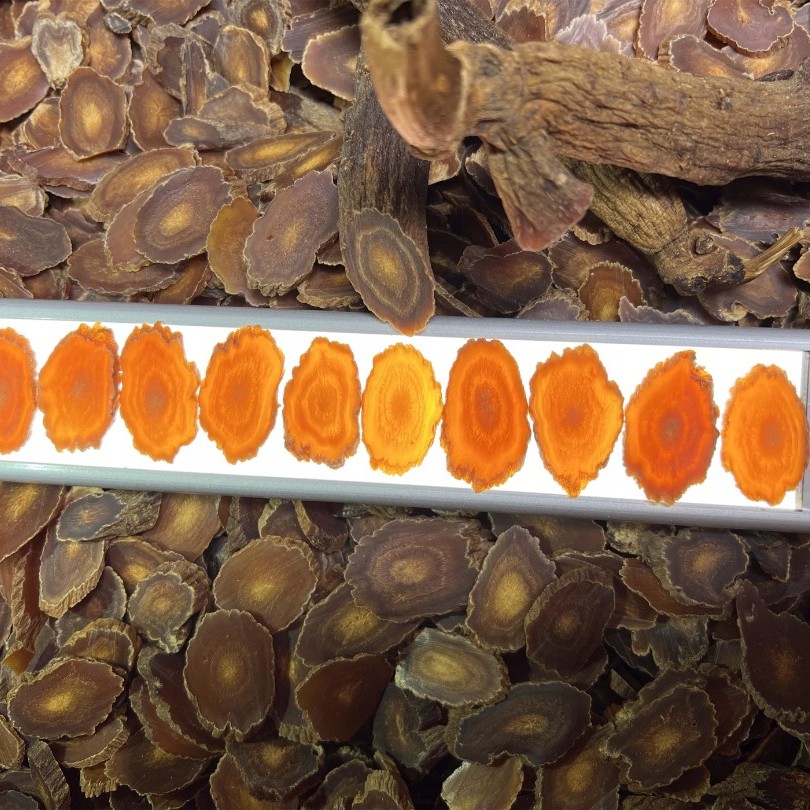 高丽籽原支原切片老货老黄皮