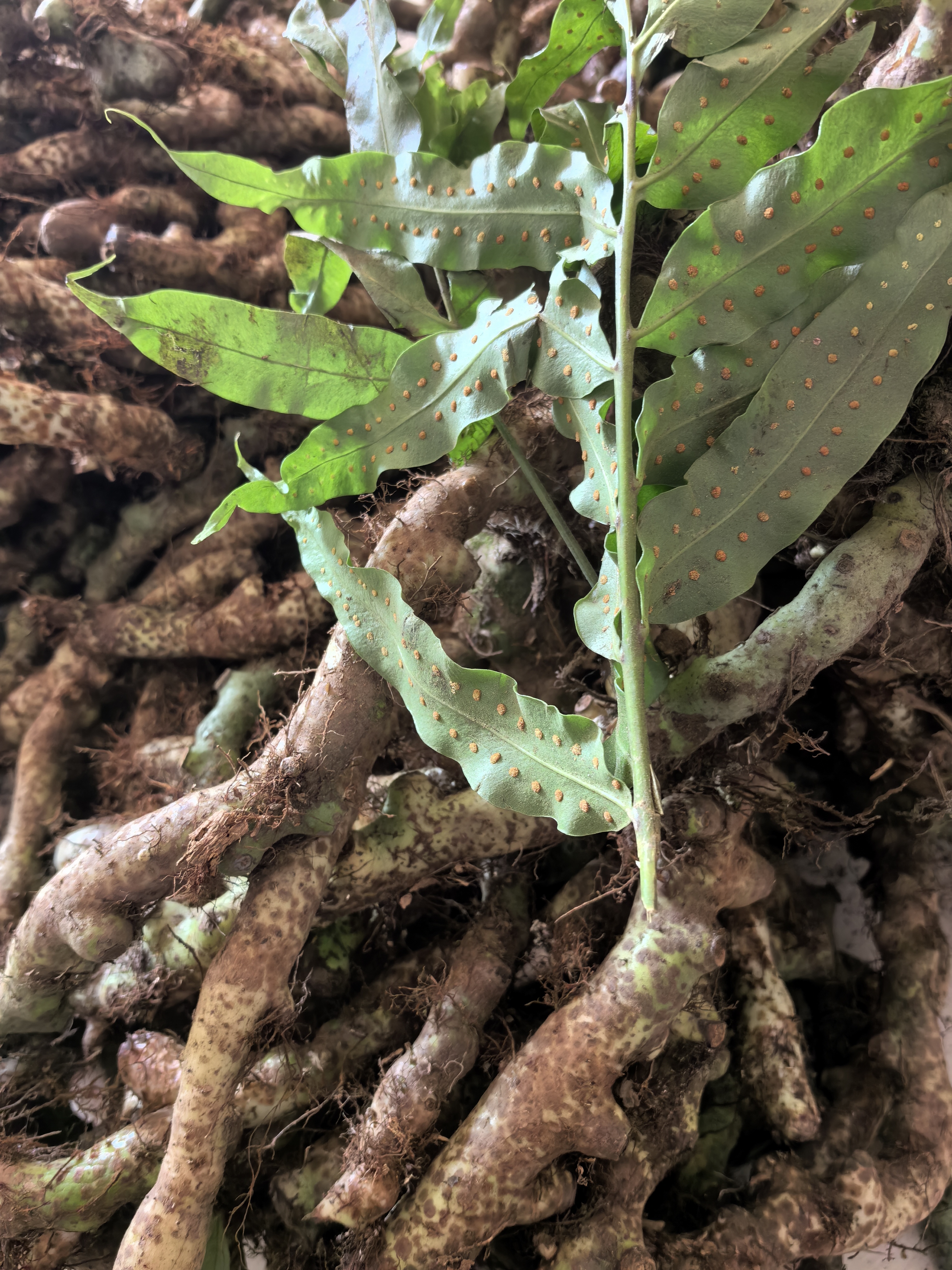 云南野生青竹飘一斤