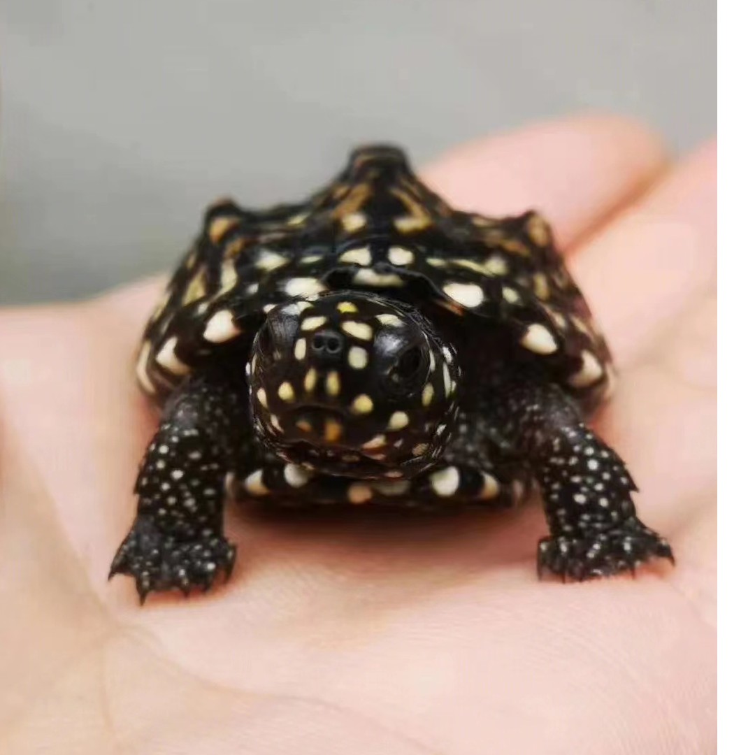 斑点龟超萌好物黑池龟点点龟深水龟斑点处星点
