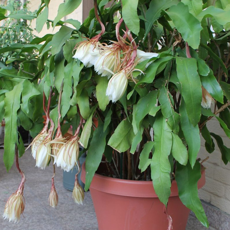 带根昙花盆栽大苗植物室内阳台花卉四季易成活观花浓香绿植物盆景