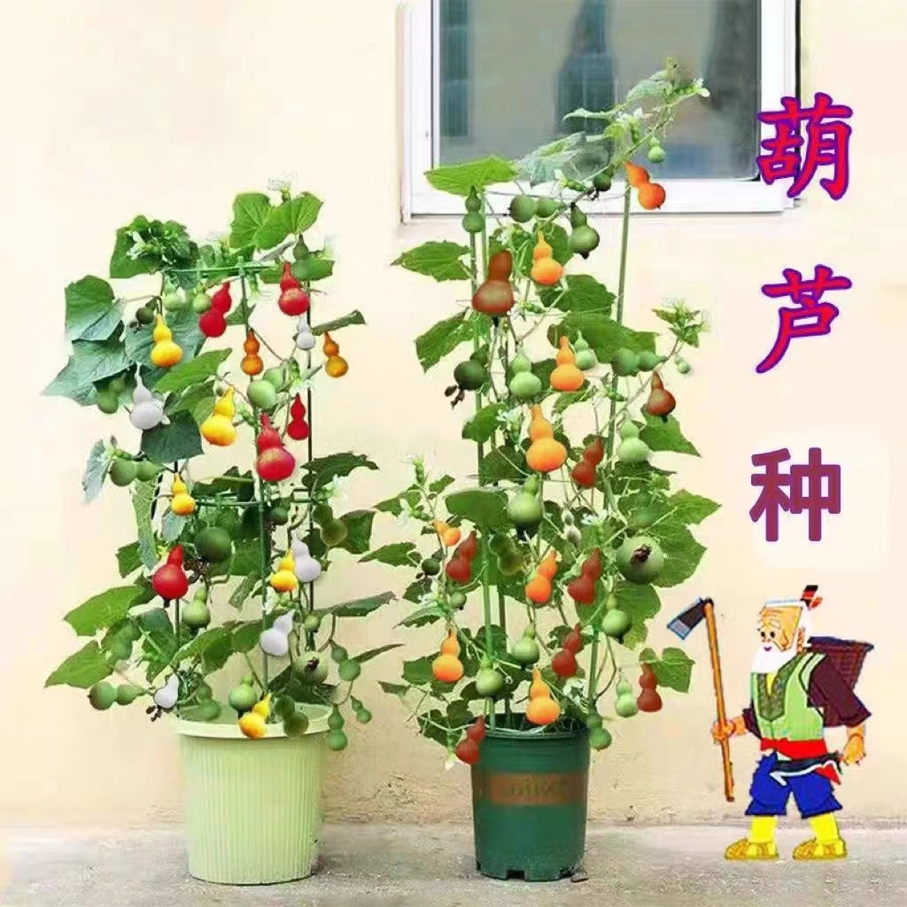 四季七彩葫芦植物盆栽手捻小葫芦宝葫芦特小葫芦文玩宝葫芦种子粒