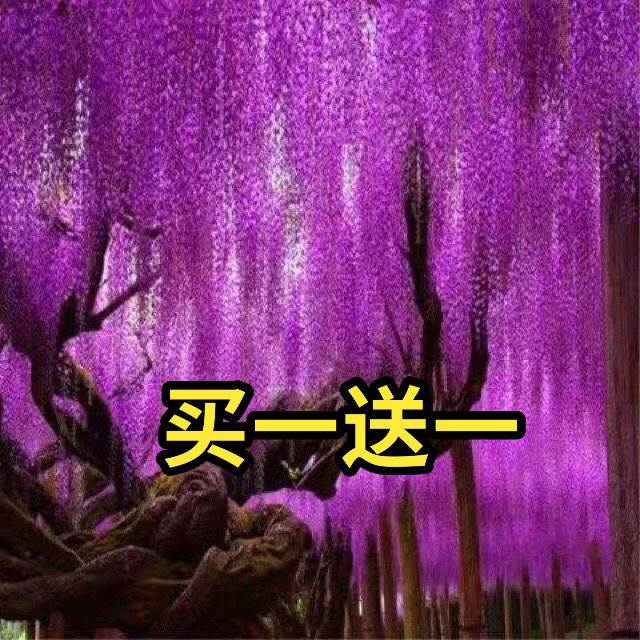 买一颗送一颗 紫藤花树苗爬藤植物 阳台庭院植物花卉 攀援紫藤苗