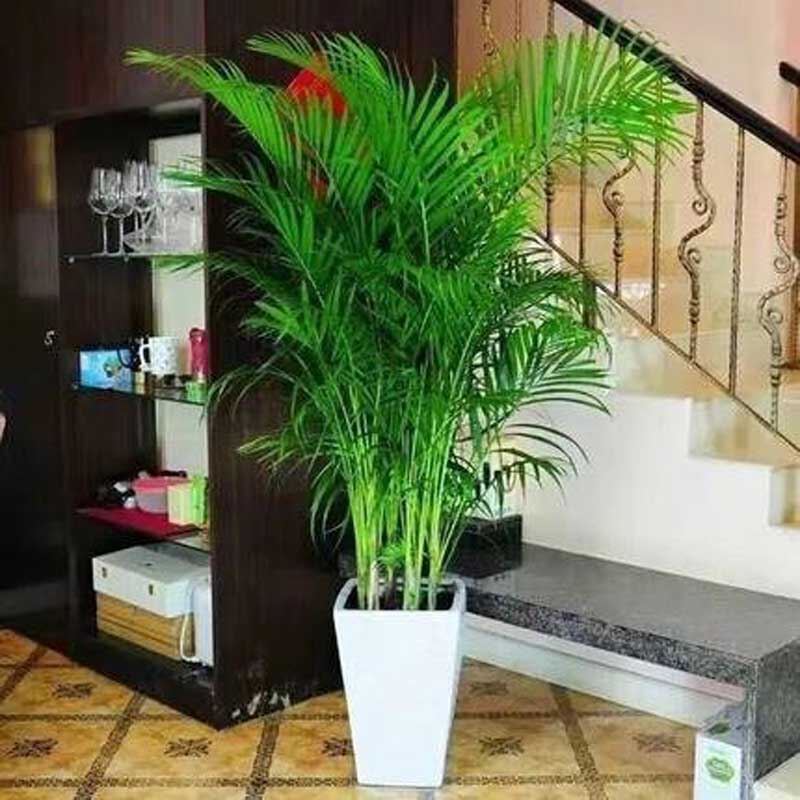 网红散尾葵植物盆栽客厅凤尾竹大型绿植室内办公室好养阳台花卉苗